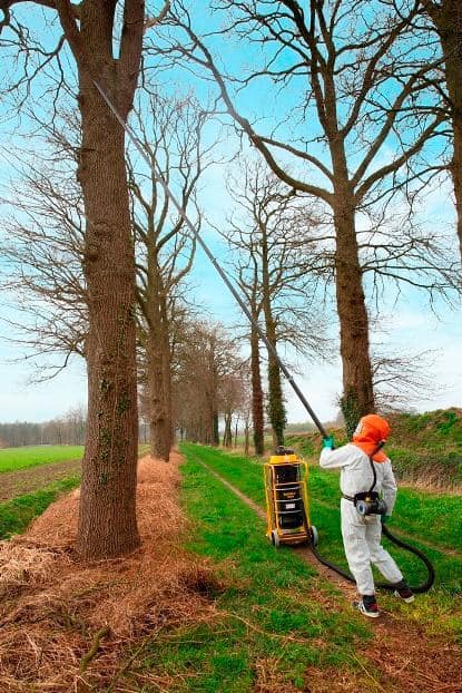 Processierupsbestrijding